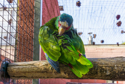 View of parrot perching in cage at zoo