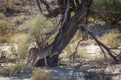 Cheetah scratching tree trunk in kgalagadi transfrontier park, south africa 