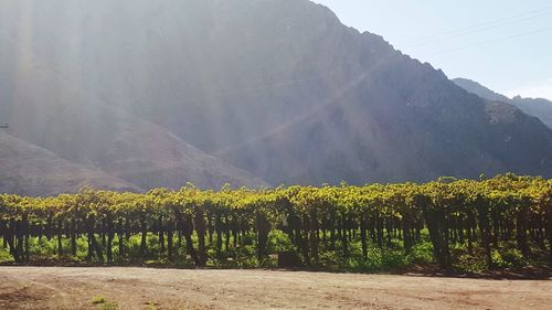 Scenic view of vineyard against mountains