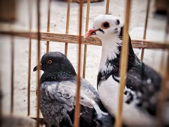 Close-up of birds in cage