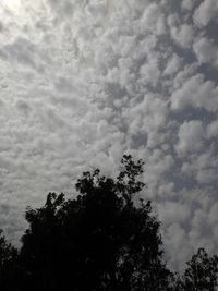 Low angle view of trees against cloudy sky