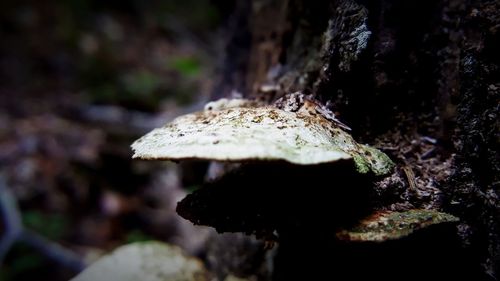 Close-up of fungus growing on tree trunk