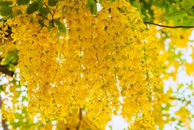 Close-up of yellow flowering plant