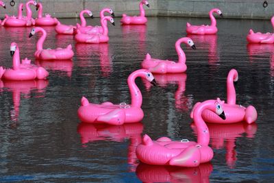 Pink flamingos floating