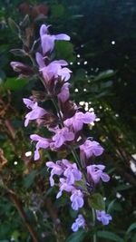 Close-up of purple flowers blooming outdoors