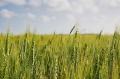 Crops growing on field against sky