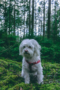 Dog in forest