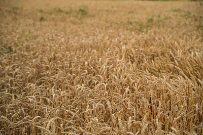 Full frame shot of wheat field