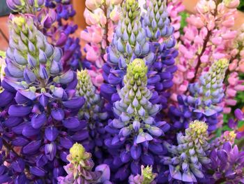 Full frame shot of purple flowering plants