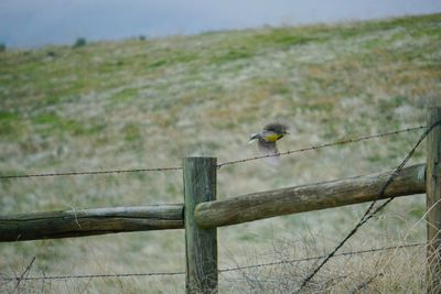 Bird perching on wooden post