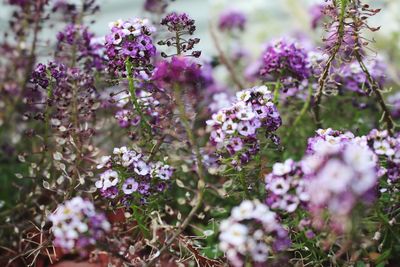 Close-up of purple flowers blooming outdoors