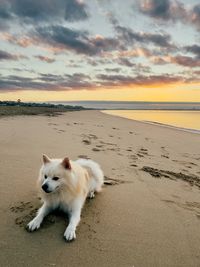 Dog at beach against sky during sunset