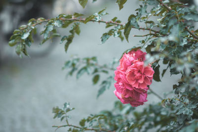 Close-up of pink rose on plant