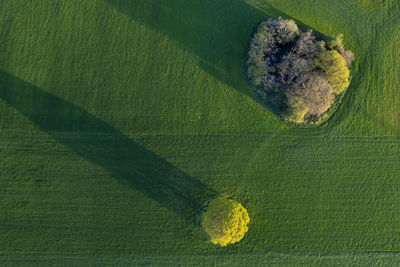 High angle view of seashell