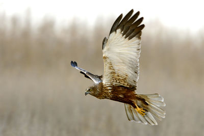 Close-up of eagle flying