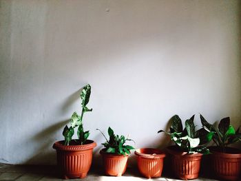Potted green plants against wall