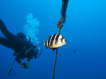 View of fish swimming underwater