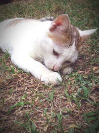 Cat lying on field