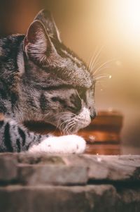 Close-up of a cat looking away