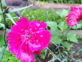 Close-up of pink flower