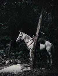 Horse standing on tree in forest