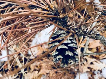 Close-up of dead tree branch