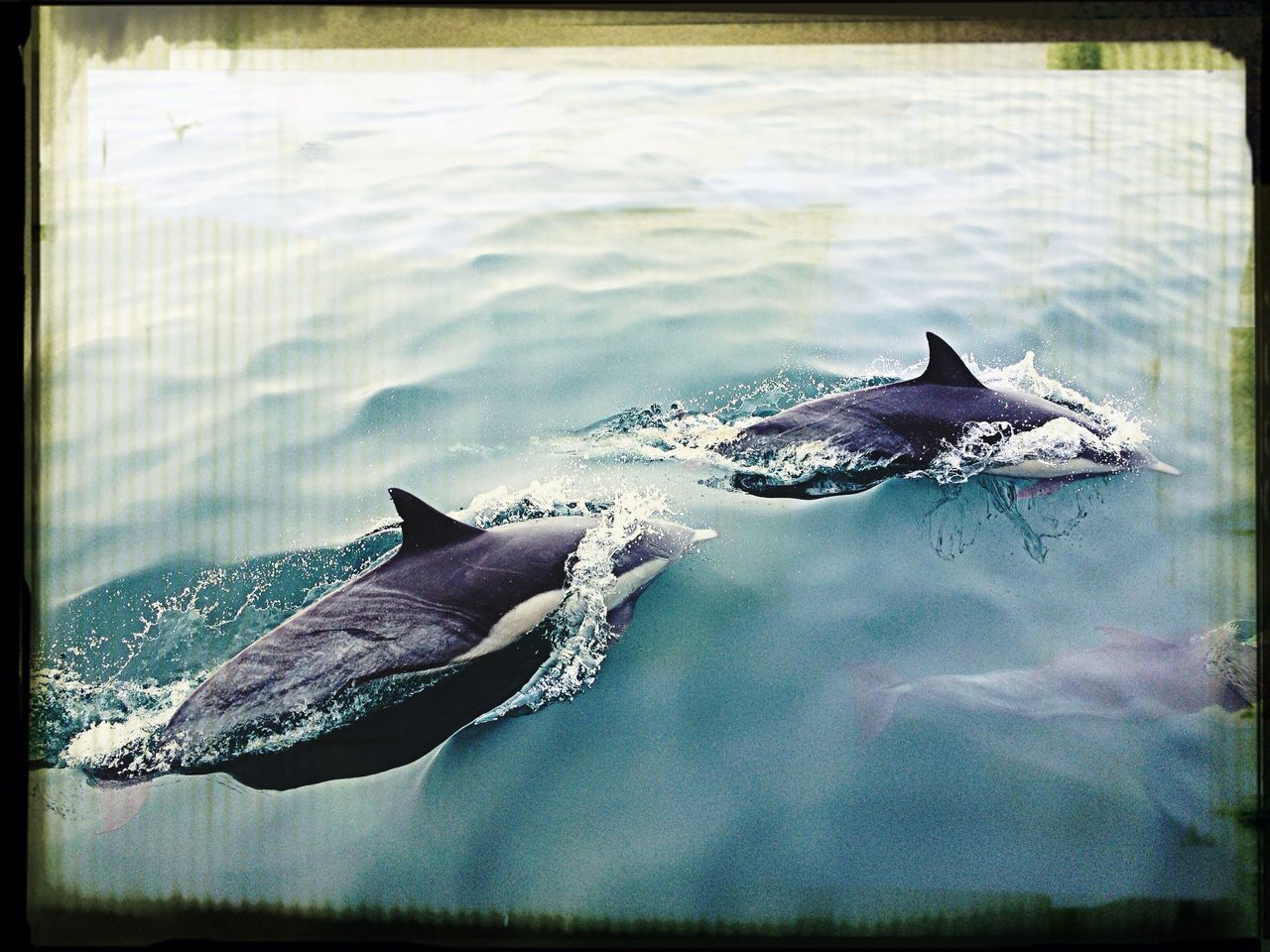 water, animal themes, waterfront, animals in the wild, wildlife, one animal, swimming, high angle view, auto post production filter, nature, transfer print, sea, floating on water, lake, fish, day, reflection, nautical vessel, outdoors, no people