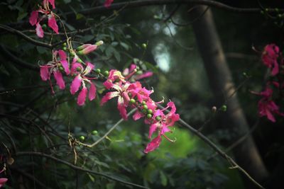 Close-up of pink flowers blooming on tree