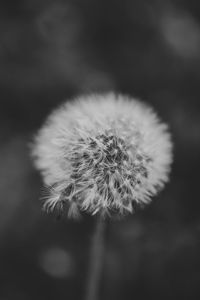 Close-up of dandelion flower