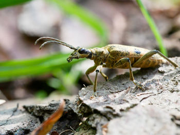 Close-up of insect on rock