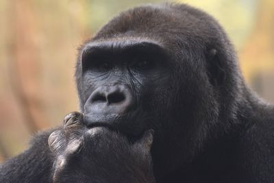 Close-up of monkey looking away in zoo