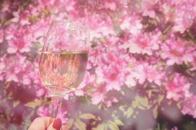 Cropped image of hand holding wineglass against pink flowers