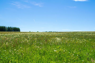 Scenic view of field against blue sky