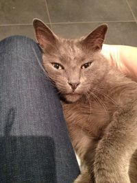 Close-up portrait of cat