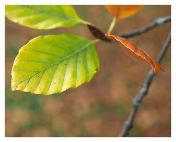 Close-up of fresh green plant