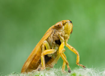 Close-up of insect