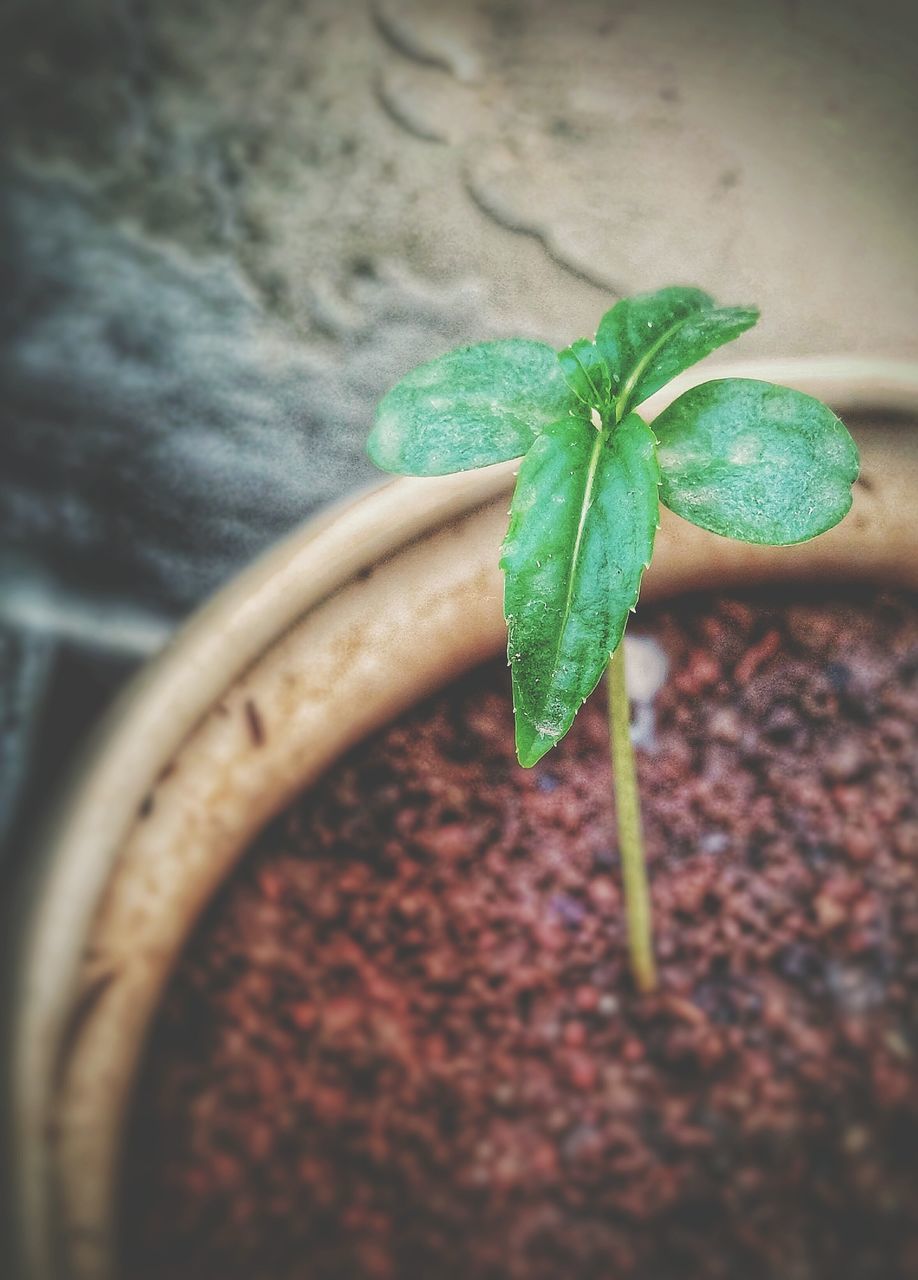 CLOSE-UP OF FRESH GREEN PLANT