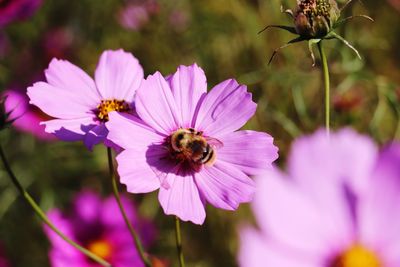 Close-up of bee pollinating on purple flower