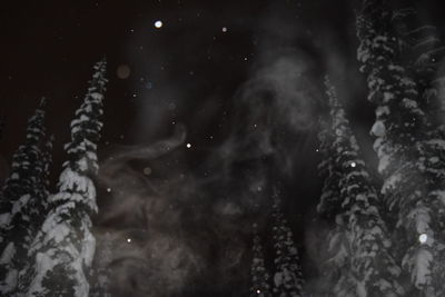 Close-up of tree against sky at night