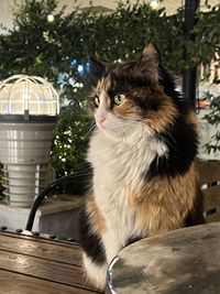 animal