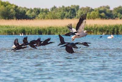 Birds flying over lake