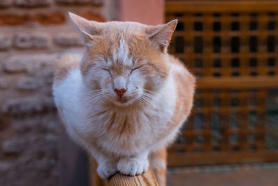 Cat squinting, marrakesh, morocco.