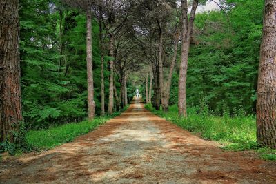 Footpath amidst trees in forest