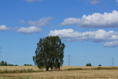 Trees on field against sky