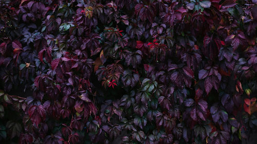 Full frame shot of purple flowering plants