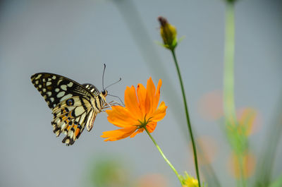 Close-up of butterfly pollinating on flower