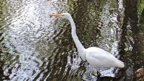 Swan swimming in lake