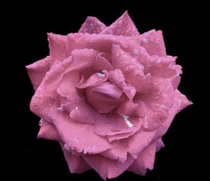 Close-up of raindrops on pink rose