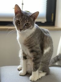 Close-up of cat sitting at home