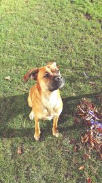 Dog standing on grassy field